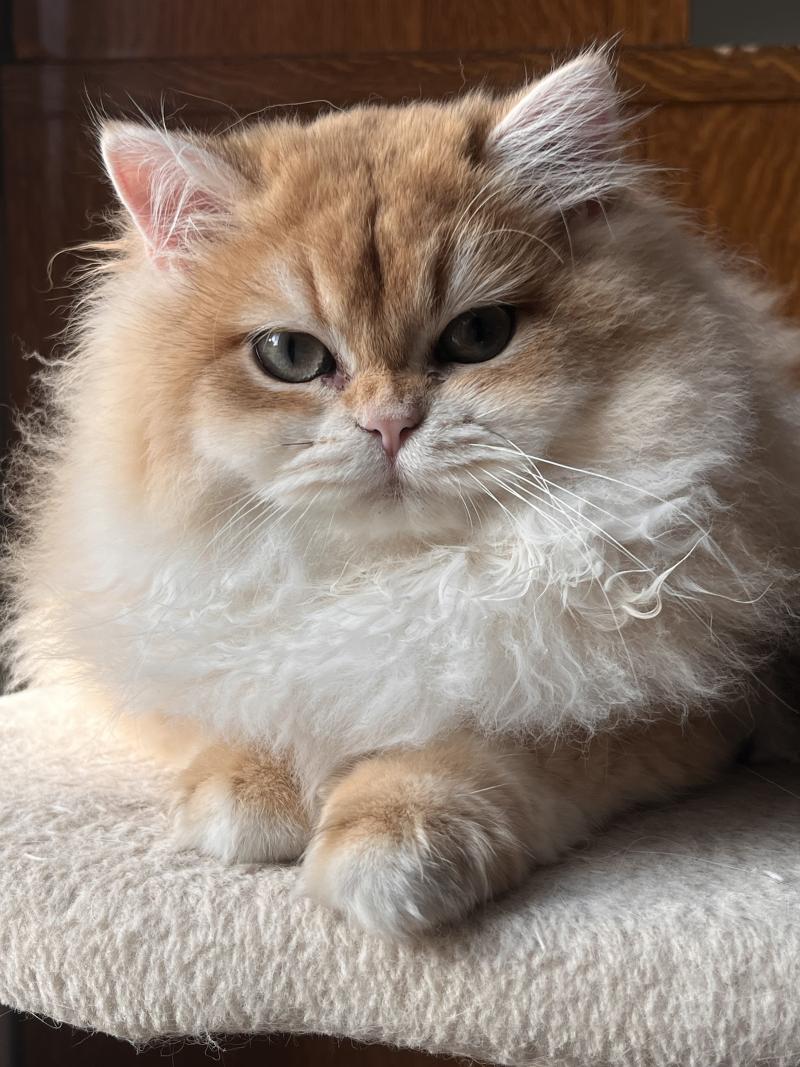Bambi Femelle British Longhair