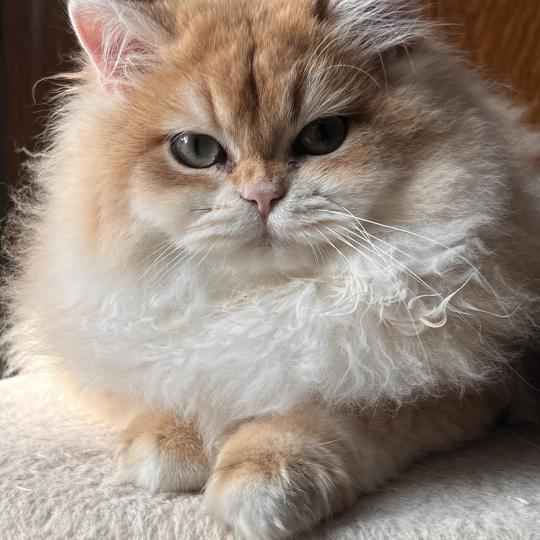 chat British Longhair black copper golden shaded Bambi Chatterie de L'etoile de la Grâce