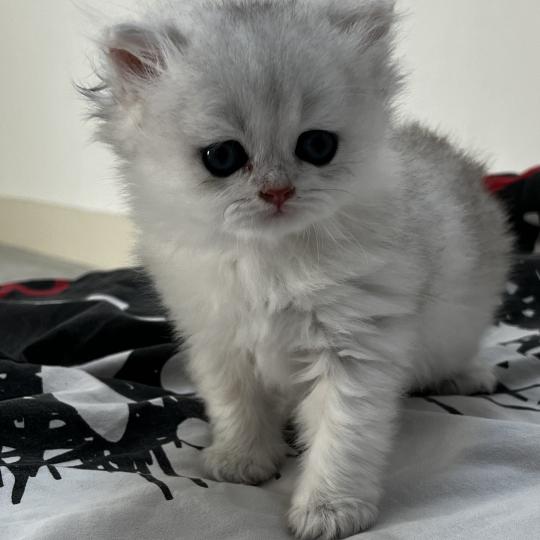chaton British Longhair black silver shaded Belle Chatterie de L'etoile de la Grâce