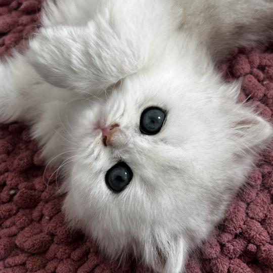 Belle Femelle British Longhair