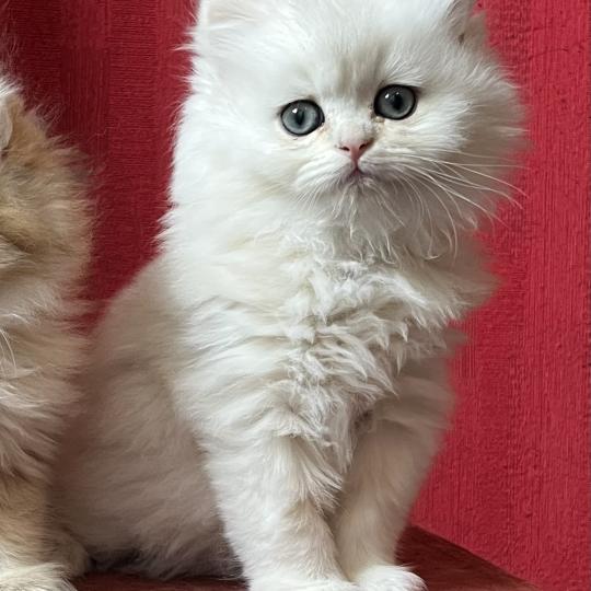 chaton British Longhair black silver shaded Bianca Chatterie de L'etoile de la Grâce