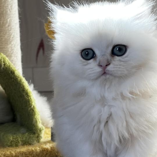 chaton British Longhair black silver shaded Bianca Chatterie de L'etoile de la Grâce