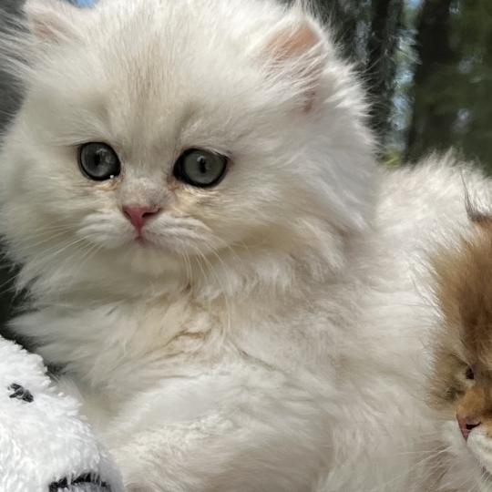 Bianca Femelle British Longhair