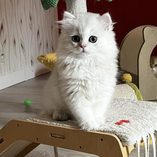 Bianca Femelle British Longhair