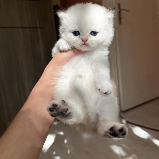 chaton British Longhair black silver shaded Bobby Chatterie de L'etoile de la Grâce