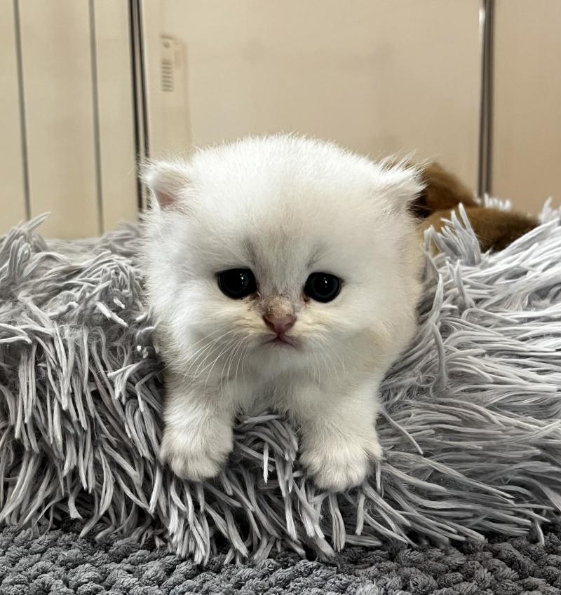 Bobby Mâle British Longhair
