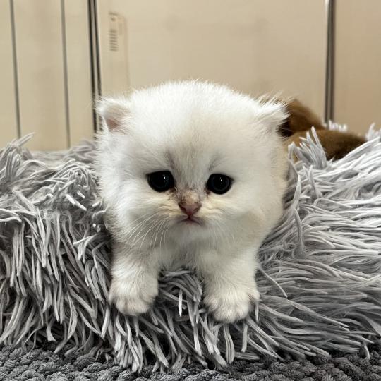 Bobby Mâle British Longhair