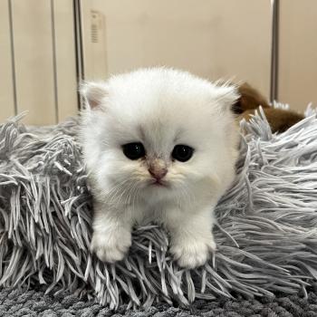chaton British Longhair black silver shaded Bobby Chatterie de L'etoile de la Grâce
