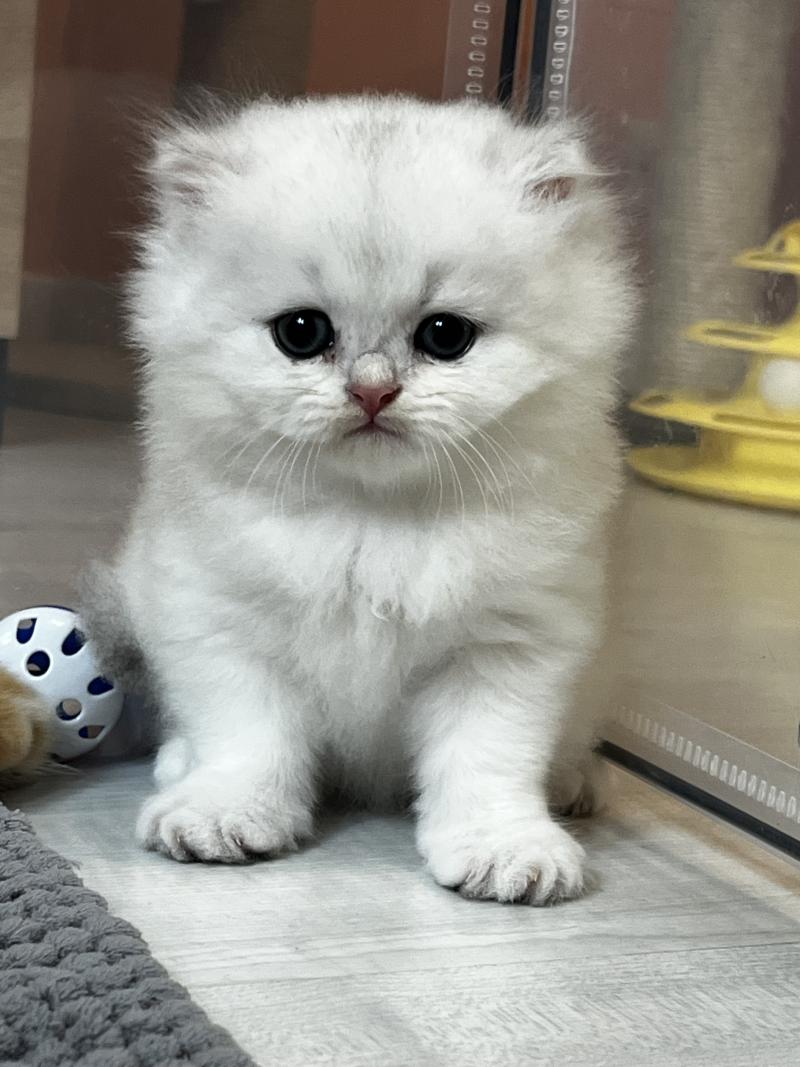 Baloo Mâle British Longhair