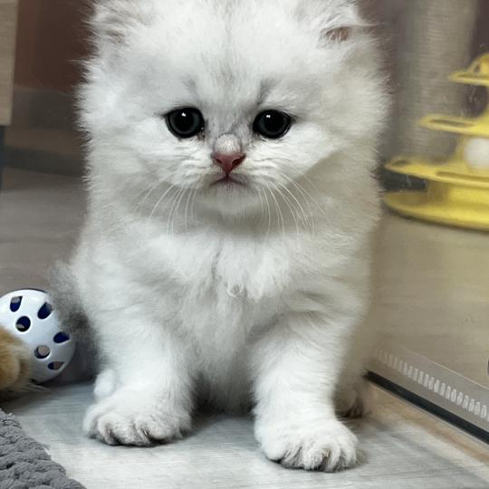Bobby Mâle British Longhair