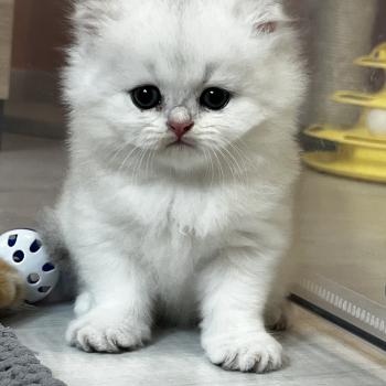 chaton British Longhair black silver shaded Bobby Chatterie de L'etoile de la Grâce