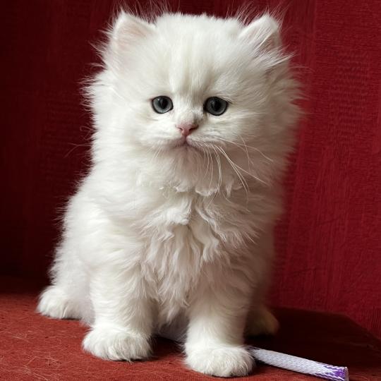 chaton British Longhair seal golden shell point Bubble Chatterie de L'etoile de la Grâce