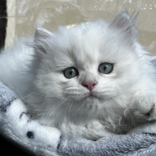 chaton British Longhair seal golden shell point Bubble Chatterie de L'etoile de la Grâce