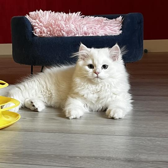 Bubble Mâle British Longhair