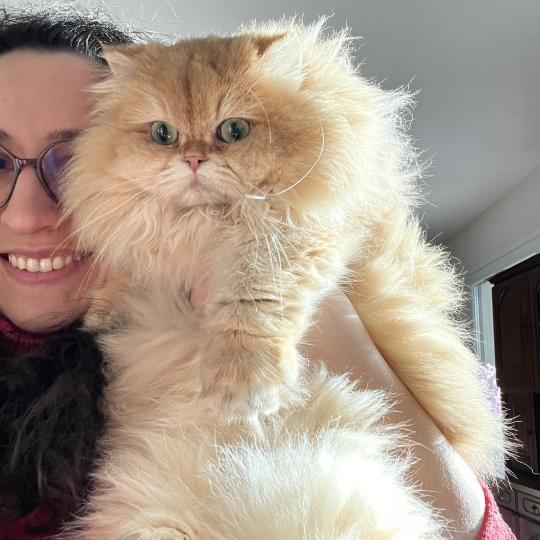 Nia Femelle British Longhair