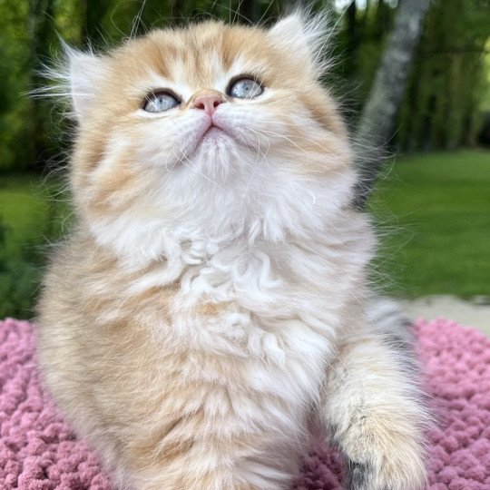 chaton British Longhair black golden spotted tabby Yvette Chatterie de L'etoile de la Grâce