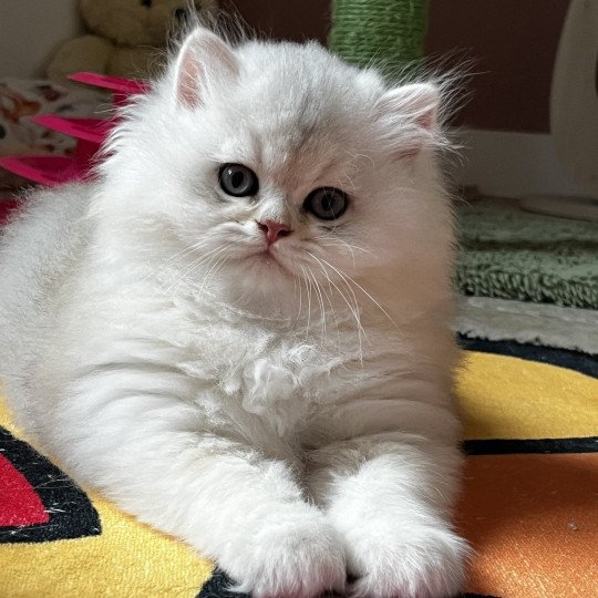 Zarry Mâle British Longhair