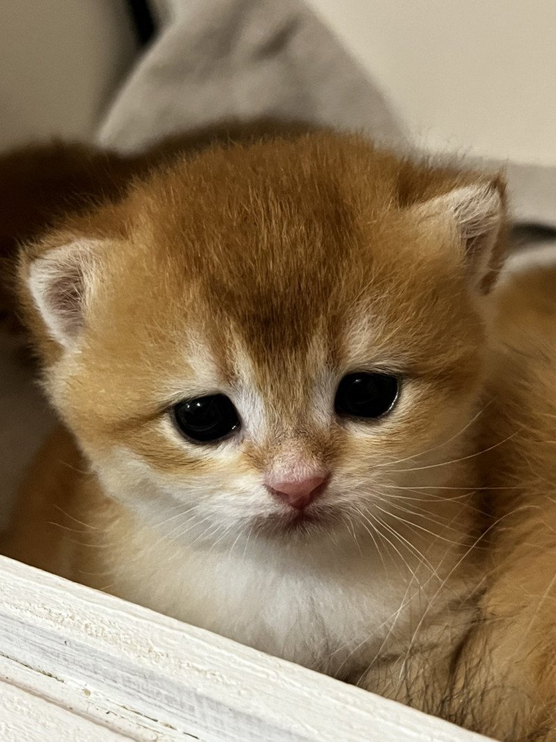 Awa Femelle British Shorthair