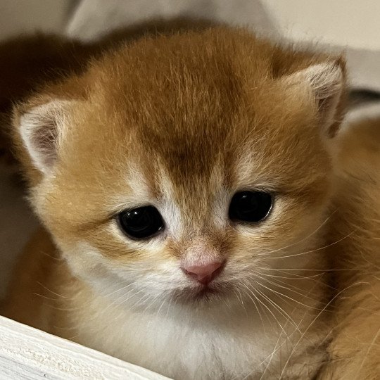 Awa Femelle British Shorthair