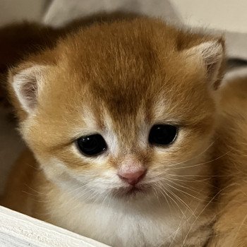 chaton British Shorthair black golden Awa Chatterie de L'etoile de la Grâce chaton British Shorthair black golden Awa Chatterie de L'etoile de la Grâce