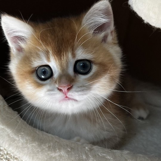 chaton British Shorthair black golden Awa Chatterie de L'etoile de la Grâce