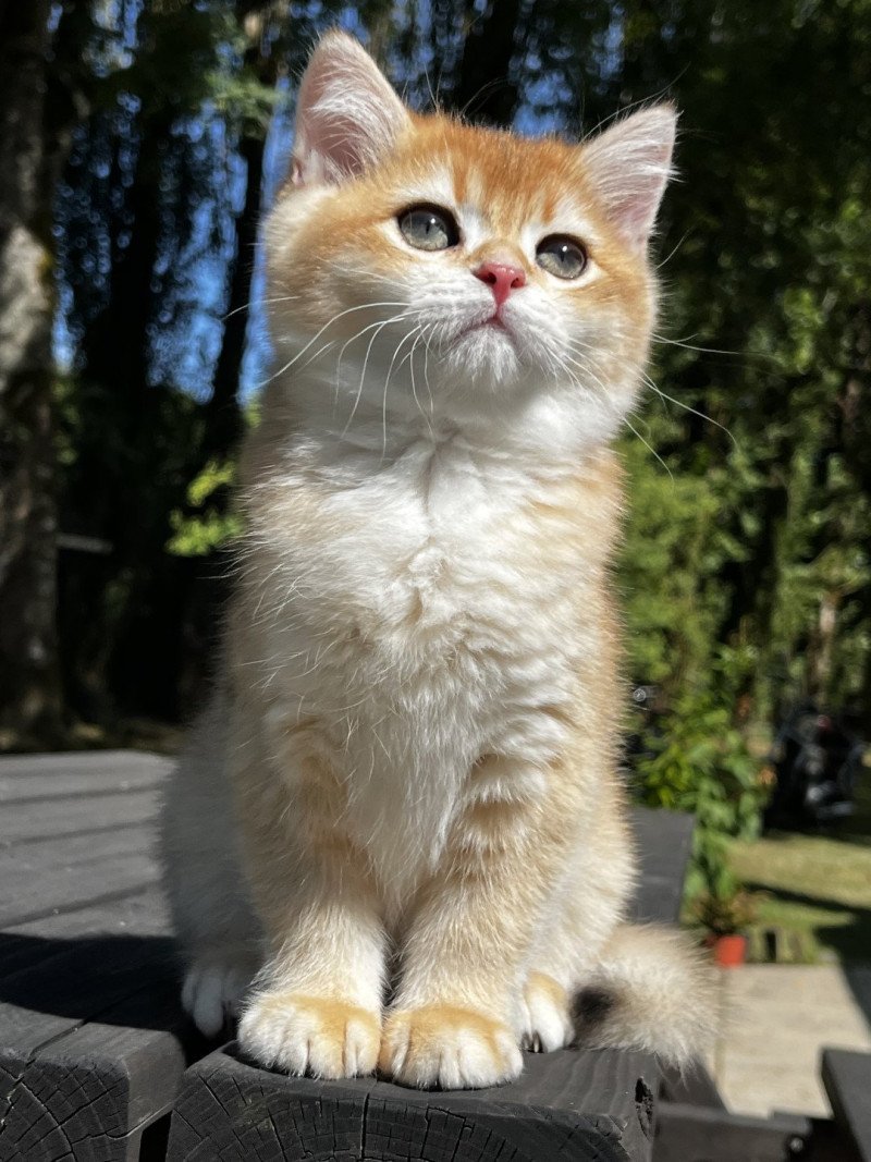 Awa Femelle British Shorthair