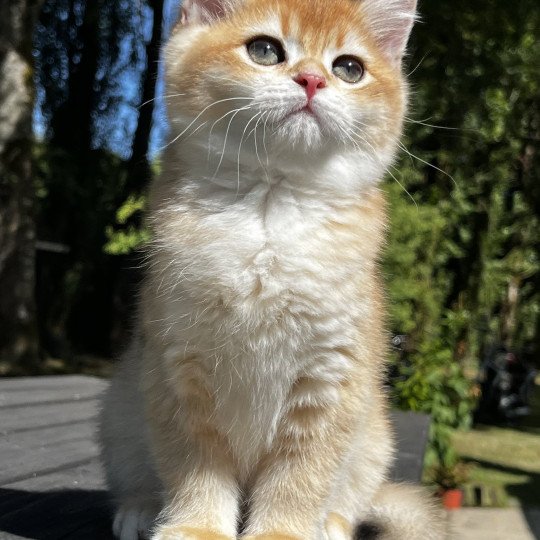 Awa Femelle British Shorthair