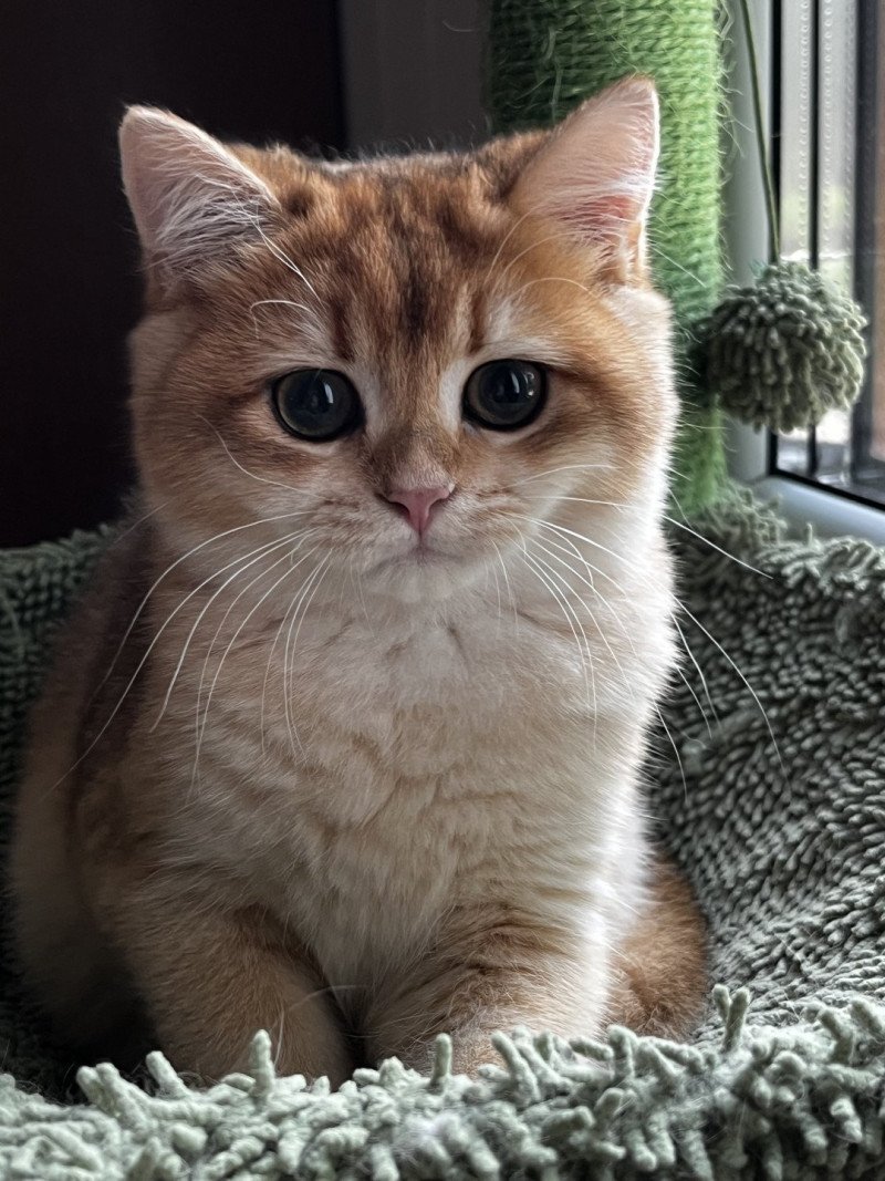 Awa Femelle British Shorthair Awa Femelle British Shorthair