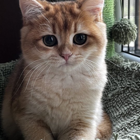 Awa Femelle British Shorthair