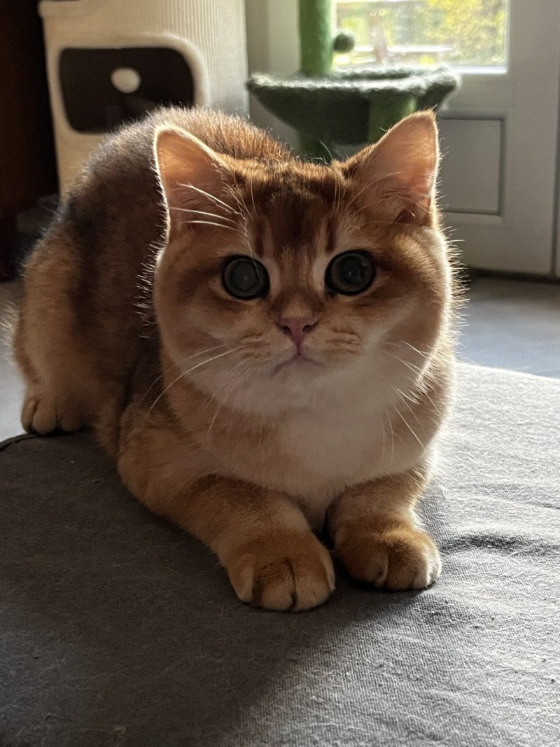 Awa Femelle British Shorthair