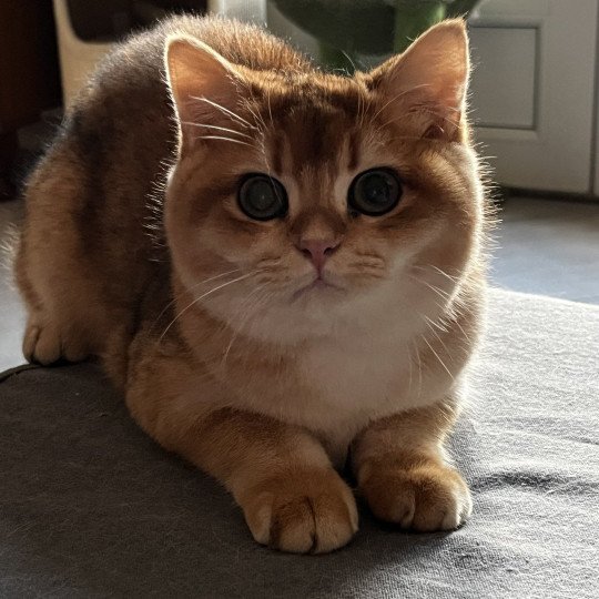 Awa Femelle British Shorthair