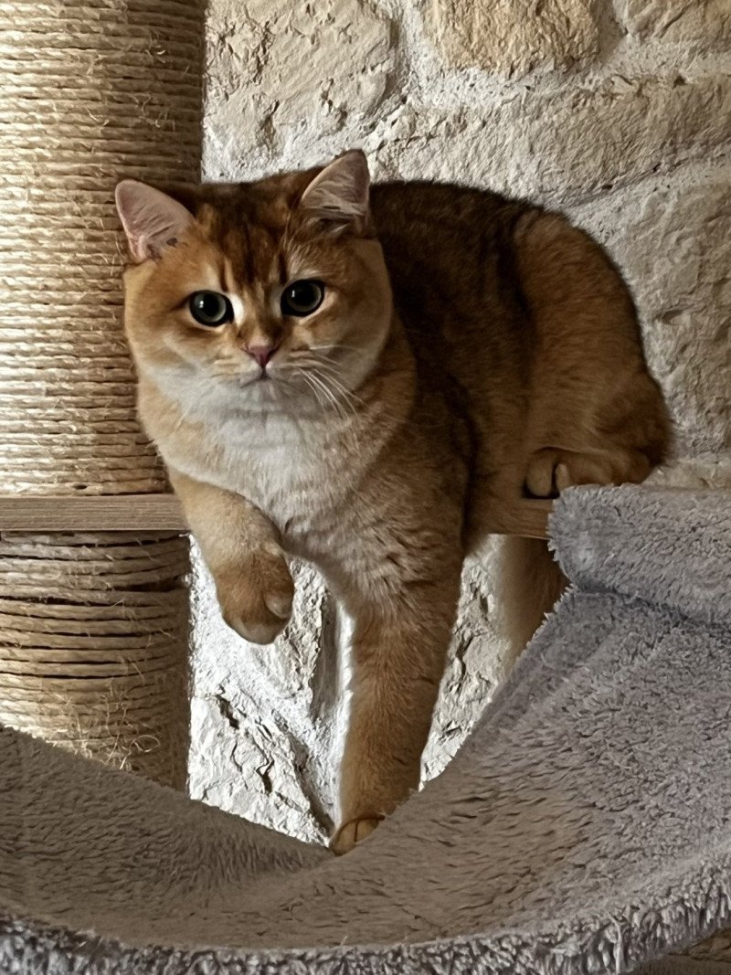 Awa Femelle British Shorthair