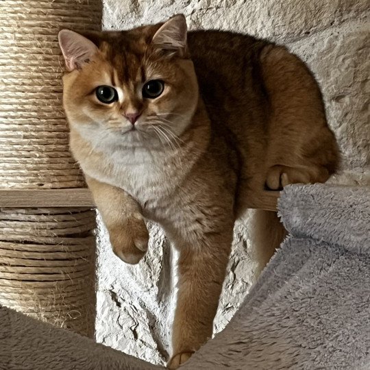 Awa Femelle British Shorthair