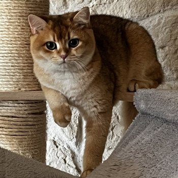 chat British Shorthair black copper golden shaded Awa Chatterie de L'etoile de la Grâce