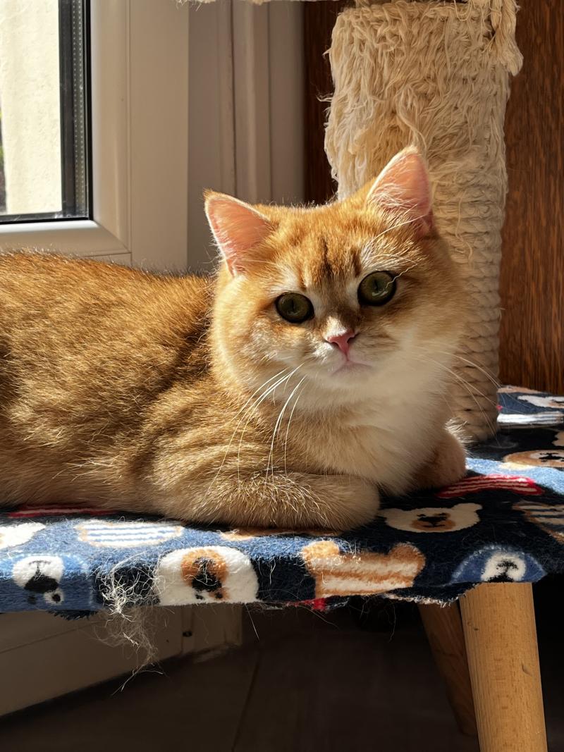 Awa Femelle British Shorthair