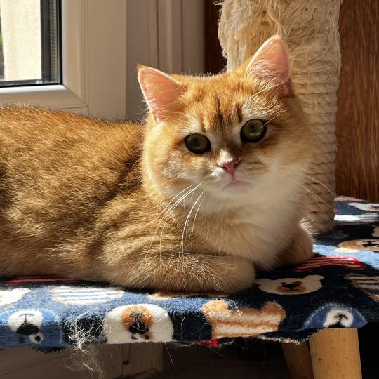 Awa Femelle British Shorthair