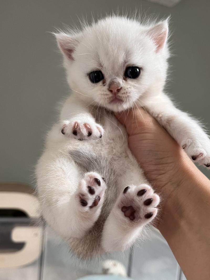 B.. Mâle British Shorthair