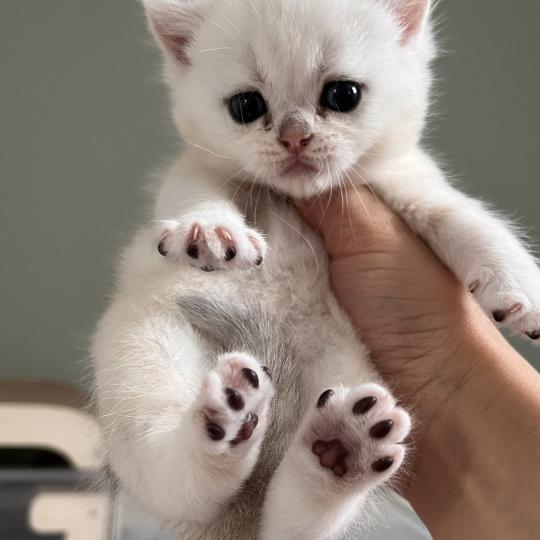 chaton British Shorthair black silver shaded B.. Chatterie de L'etoile de la Grâce