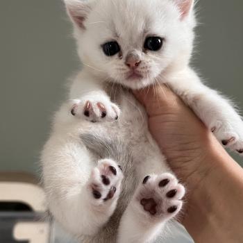 chaton British Shorthair black silver shaded B.. Chatterie de L'etoile de la Grâce