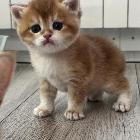 chaton British Shorthair black copper golden shaded B.. Chatterie de L'etoile de la Grâce