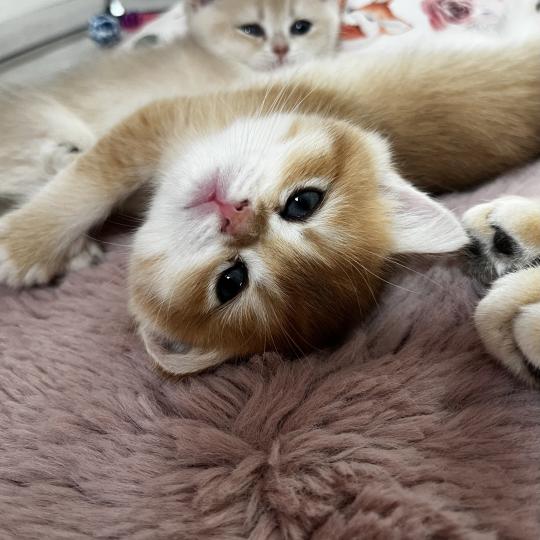 Bouba Mâle British Shorthair