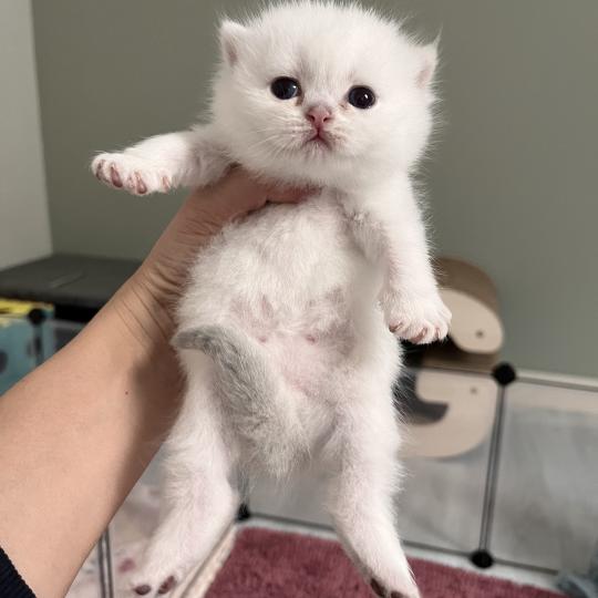 chaton British Shorthair seal silver shaded point Beau-Coco Chatterie de L'etoile de la Grâce