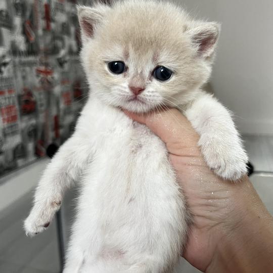 chaton British Shorthair blue copper golden shell Beverly Chatterie de L'etoile de la Grâce