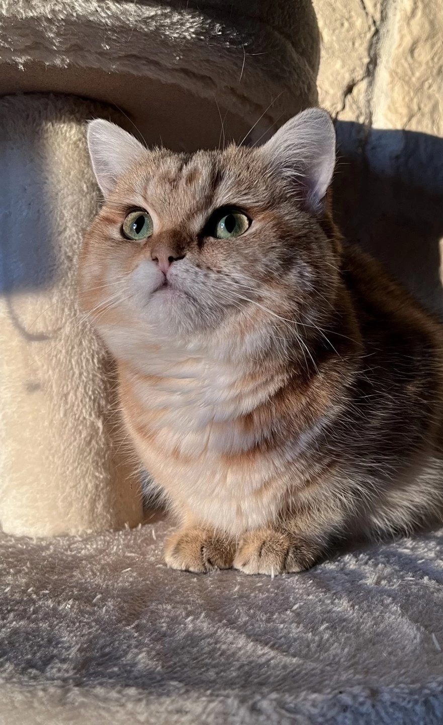 Bella