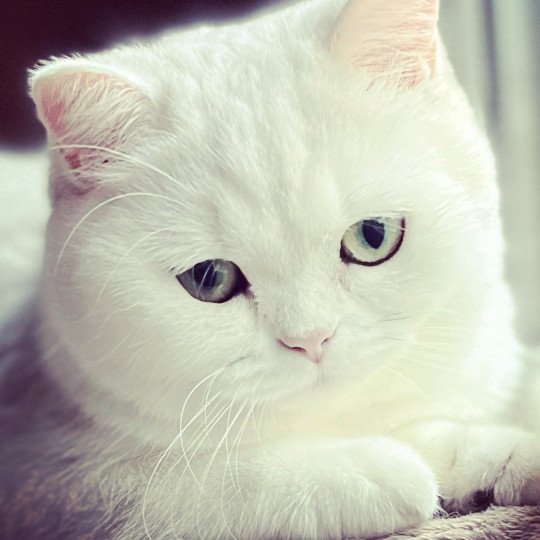 Hanna Femelle British Shorthair