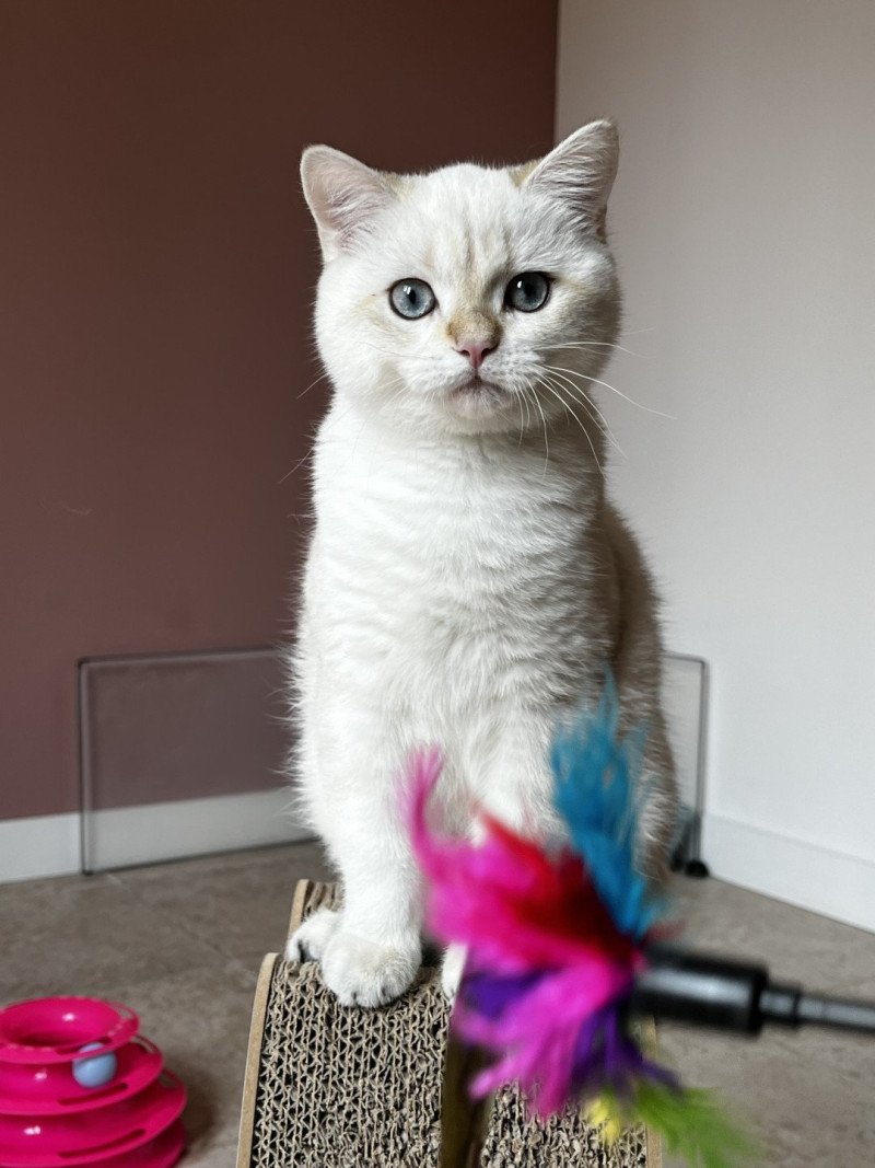 Willi Mâle British Shorthair Willi Mâle British Shorthair
