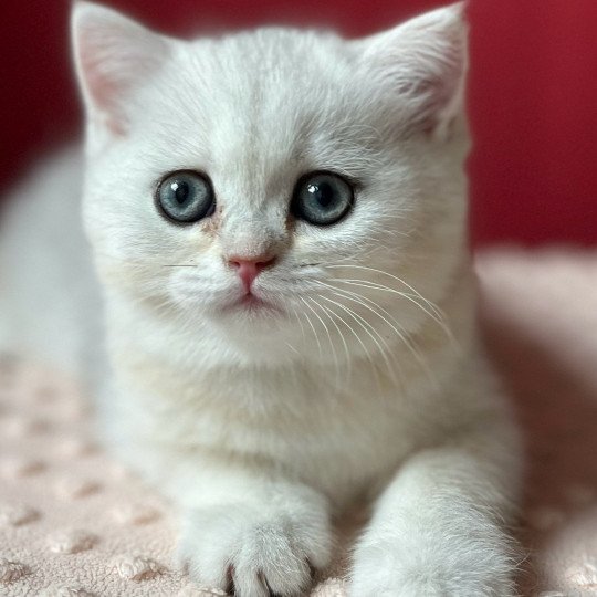 chaton British Shorthair black silver shaded Yanna Chatterie de L'etoile de la Grâce