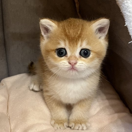 Yoko Mâle British Shorthair